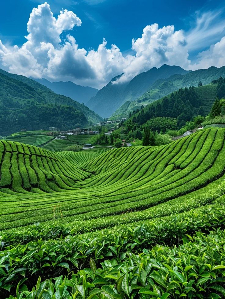 Ooty Coorg